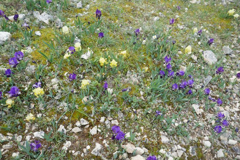 Eclosion d'iris violets et jaunes après les pluies